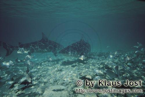 Bullenhai/Bull shark/Carcharhinus leucas        Two Bull Sharks off Walker's Cay, Bahamas        Tog