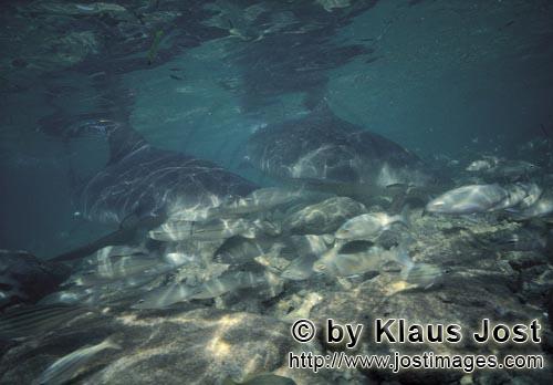 Bull shark/Carcharhinus leucas        Bull Sharks and small fish        Together with the Tiger Shar