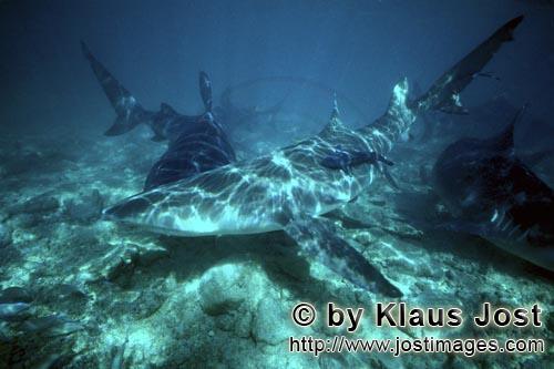 Zitronenhai/Lemon shark/Negaprion brevirostris        Lemon- and Bull sharks in small depht of water
