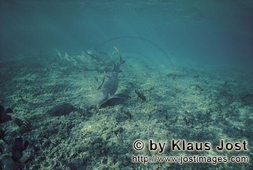 Zitronenhai/Lemon shark/Negaprion brevirostris        Lemon- and Blacktip Sharks in shallow water</b