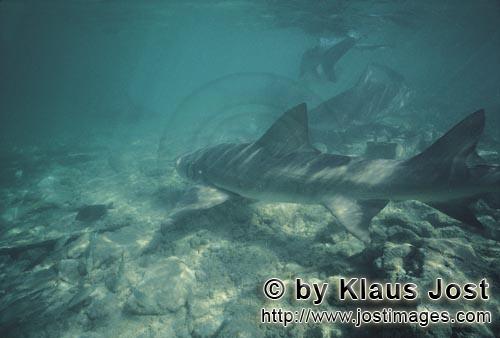 Lemon shark/Negaprion brevirostris        Lemon Sharks and Bull Sharks in shallow water                