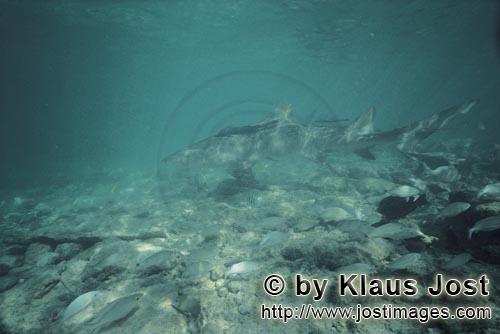 Lemon shark/Negaprion brevirostris        Lemon Shark         