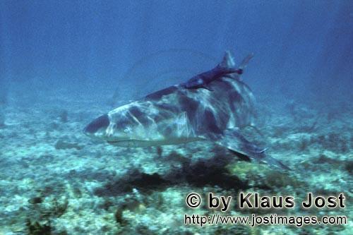 Zitronenhai/Lemon shark/Negaprion brevirostris        Lemon shark in small depht of water              