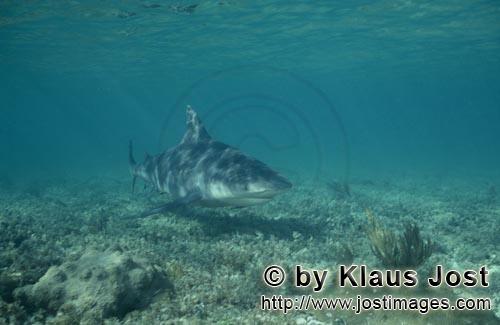 Bullenhai/Bull Shark/Carcharhinus leucas        Bull Shark (Carcharhinus leucas)        Ein Bullenha