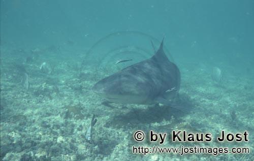 Bullenhai/Bull Shark/Carcharhinus leucas      Bullenhai unterwegs im flachen Wasser   <