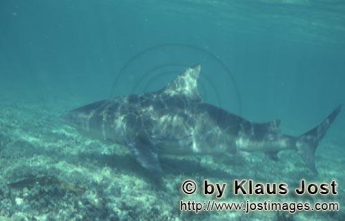 Bull shark/Carcharhinus leucas        Bull shark on Patrouillie        Together with the Tiger Shark