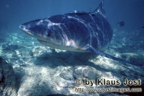 Bull shark/Carcharhinus leucas        Bull Shark in the beach area        Together with the Tiger Sh