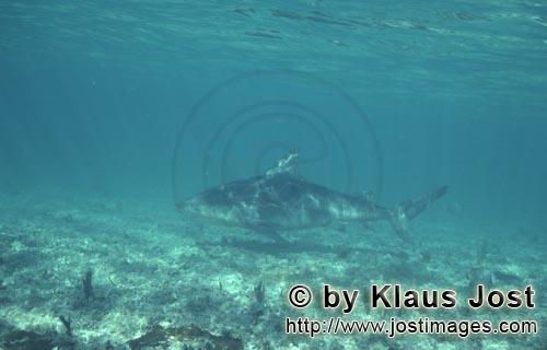 Bullenhai/Bull Shark/Carcharhinus leucas      Bullenhai schwimmt ueber mit Bewuchs bedeckte