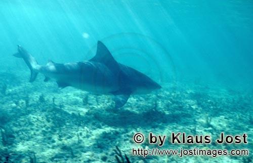 Bullenhai/Bull shark/Carcharhinus leucas        Sun rays illuminate the path of a Bull shark        