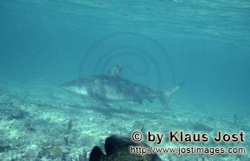 Bullenhai/Bull Shark/Carcharhinus leucas      Bullenhai sucht nach Beute      Bull 