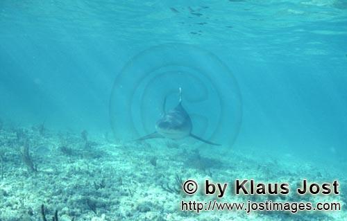 Bullenhai/Bull Shark/Carcharhinus leucas      Frontal anschwimmender Bullenhai    