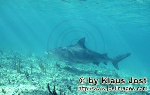 Bull shark/Carcharhinus leucas        Bull Shark at Shark Point        Together with the Tiger Shark