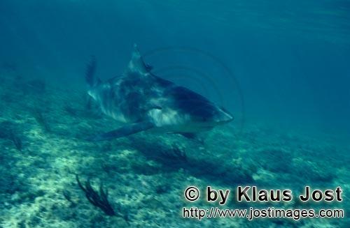 Bull Shark/Carcharhinus leucas        Bull Shark at the Shark beach        Together with the Tiger S