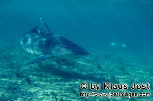 Bullenhai/Bull Shark/Carcharhinus leucas        Bull shark looking for prey        Together with the