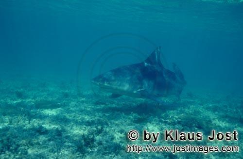 Bullenhai/Bull Shark/Carcharhinus leucas        Bull Shark over the seabed        Together with the 