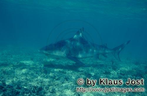 Bull Shark/Carcharhinus leucas        Bull shark in diffuse light        Together with the Tiger Sha