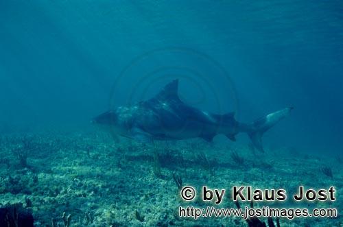 Bull Shark/Carcharhinus leucas        Bull shark above sea grass ground        Together with the Tig