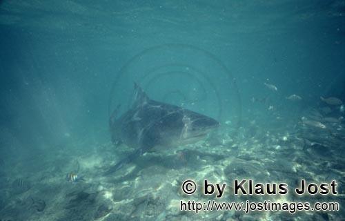 Bullenhai/Bull Shark/Carcharhinus leucas      Anschwimmender Bullenhai beginnt abzudrehen<b