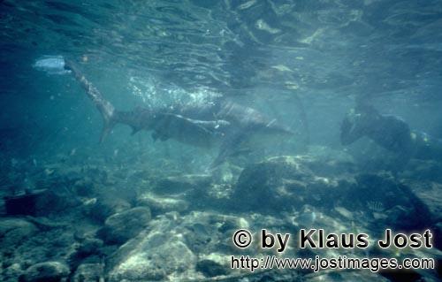 Bullenhai/Bull Shark/Carcharhinus leucas      Von Angesicht zu Angesicht: Bullenhai und Sch