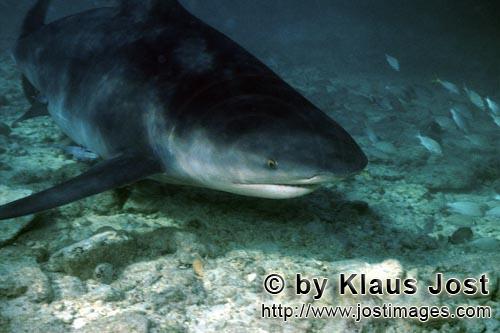 Bullenhai/Bull shark/Carcharhinus leucas        Bull Shark a few centimetres above the seabed      