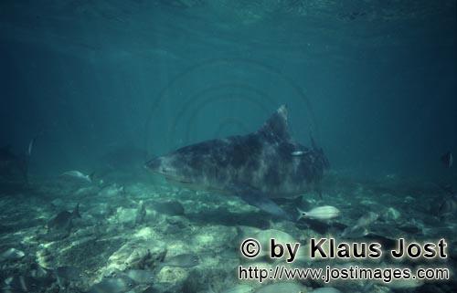 Bullenhai/Bull Shark/Carcharhinus leucas      Bullenhai sieht interessantes Objekt   <b