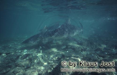 Bullenhai/Bull Shark/Carcharhinus leucas      Bullenhai Gruppe zeigt großes Interesse