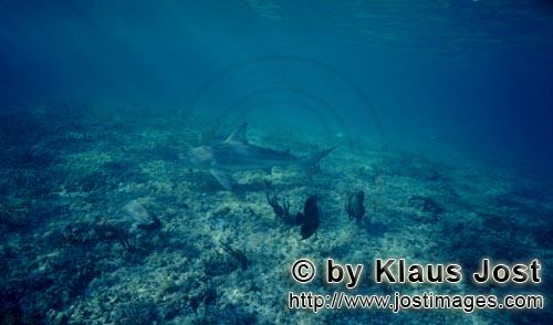 Bullenhai/Bull Shark/Carcharhinus leucas      Sonnenstrahlen streifen den Bullenhai am flac