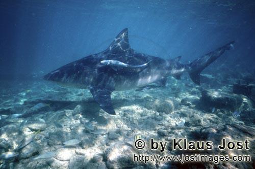 Bullenhai/Bull shark/Carcharhinus leucas        Bull Shark on shallow detrital soil        Together 