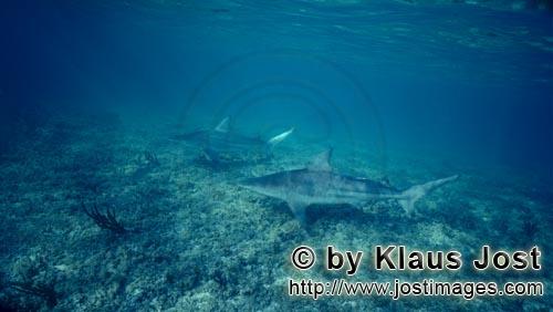 Blacktip shark/Carcharhinus limbatus        Two Blacktip sharks on the shark beach        Blackti