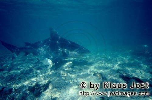 Bullenhai/Bull Shark/Carcharhinus leucas    Großer Bullenhai und kleiner Fisch    Der Stierhai oder ge