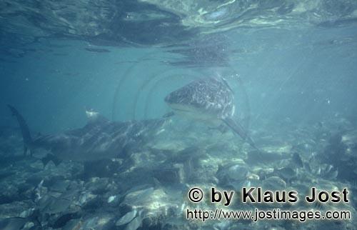 Bullenhai/Bull Shark/Carcharhinus leucas      Bullenhai Kommunikation ueber steinigem Meere