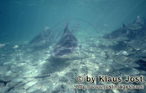 Bullenhai/Bull Shark/Carcharhinus leucas      Umgeben von kleinen Fischen schwimmen drei Bu