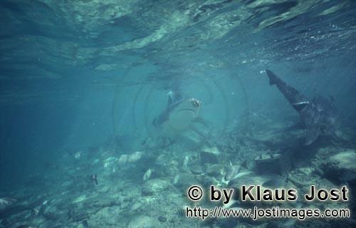 Bullenhai/Bull Shark/Carcharhinus leucas      Bullenhai Aktivitaeten im Strandbereich von W