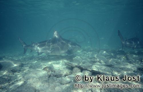 Bullenhai/Bull Shark/Carcharhinus leucas      Der Letzte der vorbeischwimmenden Bullenhaie 