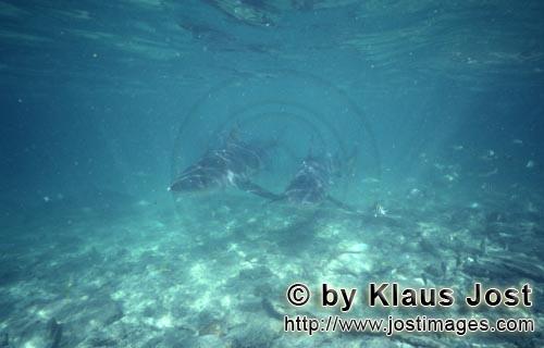 Bullenhai/Bull Shark/Carcharhinus leucas      Zwei Bullenhaie naehern sich frontal im licht