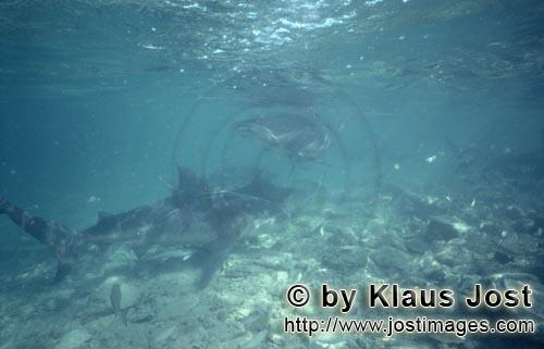 Bullenhai/Bull Shark/Carcharhinus leucas      Bullenhaie an der Shark beach von Walker&acut