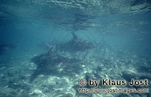 Bullenhai/Bull Shark/Carcharhinus leucas      Bullenhaie haben sich an der Shark beach von 