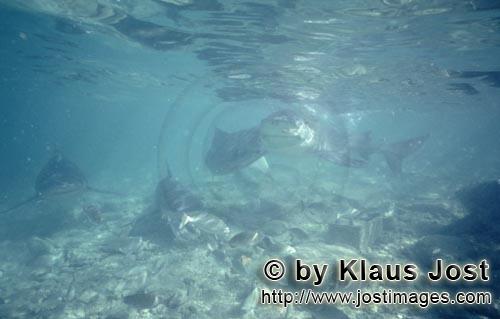 Bullenhai/Bull Shark/Carcharhinus leucas      Bullenhaie kommen neugierig frontal naeher<br