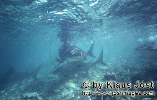 Bullenhai/Bull Shark/Carcharhinus leucas      Bullenhai loest sich aus der Gruppe und schwi