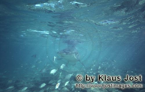 Bullenhai/Bull Shark/Carcharhinus leucas      Bullenhai in stimmungsvoller Unterwasserlands