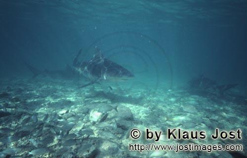 Bullenhai/Bull Shark/Carcharhinus leucas      Bullenhaie auf der Suche nach Beute   <br