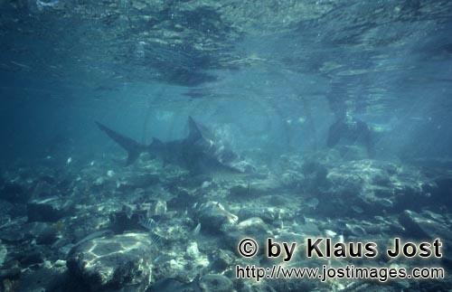 Bullenhai/Bull Shark/Carcharhinus leucas      Bullenhai schwimmt auf Schnorchler zu   <