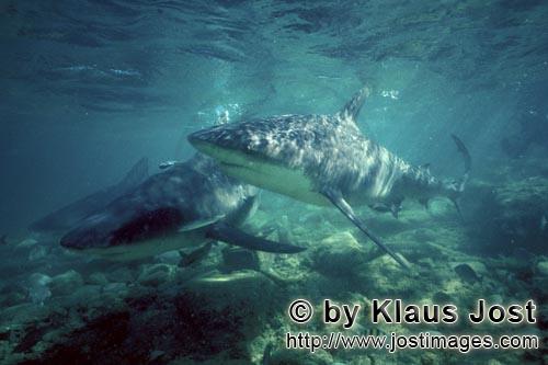 Bullenhai/Bull shark/Carcharhinus leucas        Three Bull Sharks on patrol        