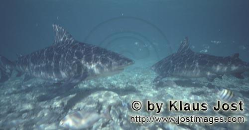 Bullenhai/Bull Shark/Carcharhinus leucas        Two Bull Sharks         Together with the Tiger Shar