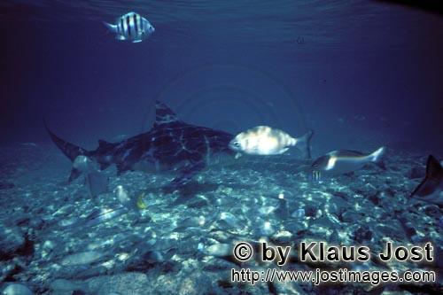 Bullenhai/Bull shark/Carcharhinus leucas    Bullenhai im Flachwasser    Bull Shark in shallow waterr      