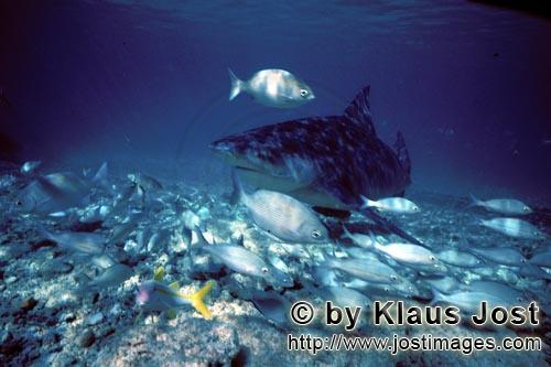 Bullenhai/Bull shark/Carcharhinus leucas    Bullenhai im Flachwasser    Bull Shark in shallow water        