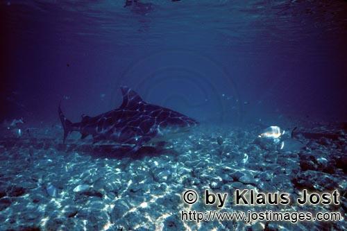 Bullenhai/Bull shark/Carcharhinus leucas    Bullenhai im Flachwasser    Bull Shark in shallow water        