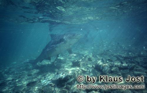 Bullenhai/Bull Shark/Carcharhinus leucas        Bull Shark looks to the water surface        Togethe