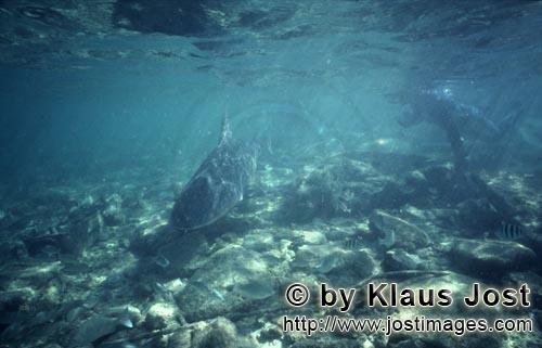 Bullenhai/Bull Shark/Carcharhinus leucas      Schnorchler und Bullenhai      Bull S