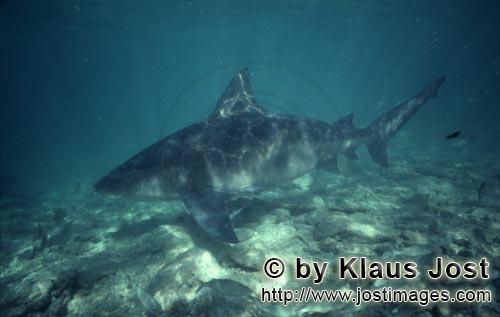 Bullenhai/Bull shark/Carcharhinus leucas        Bull Shark swimming close to the seabed        Toget